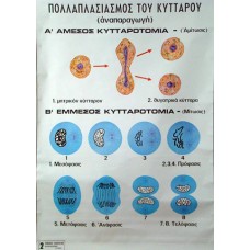 Ο Πολλαπλασιασμός του Κυττάρου (Αναπαραγωγή)